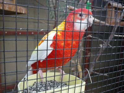 Rubino Rosella