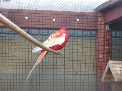Another Rubino Rosella