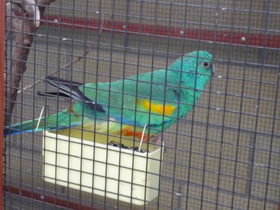 Mulga Parakeet (aka: many-colored)