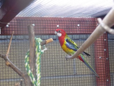 Eastern Rosella (golden mantel)
