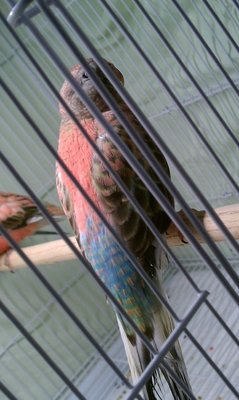 3-4-13 bourke blue rump.jpg