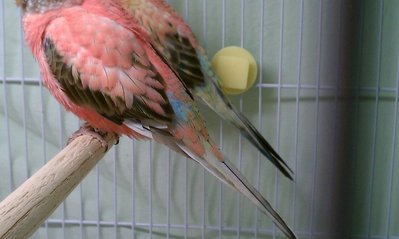 3-4-13 bourke side view.jpg