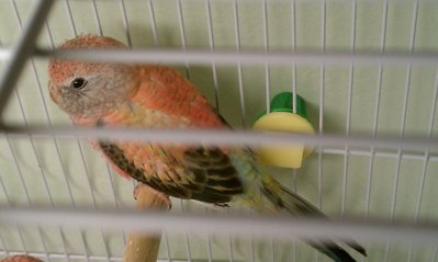 3-4-13 bourke yellow rump.jpg