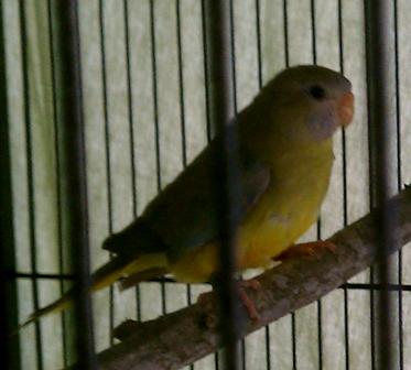 3-7 Cinnamon Scarlet Chested hen.jpg