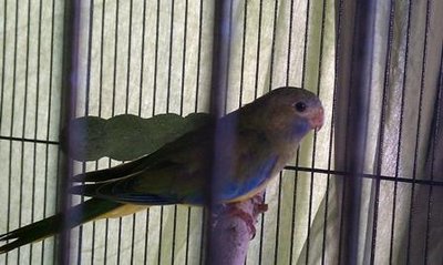 3-7 Scarlet Chested male.jpg