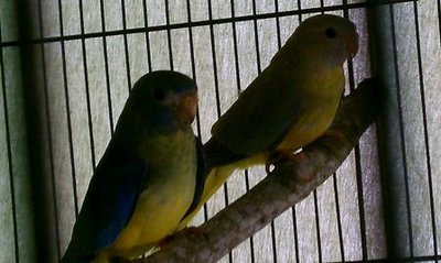 3-7 Scarlet Chested pair.jpg