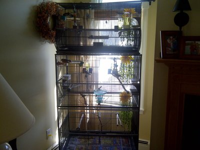Zebra Flight and Society Cage