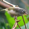 white eye.jpg