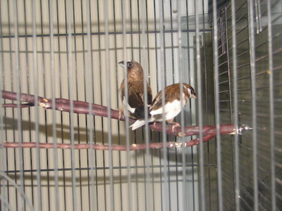 Society Finches 013.jpg