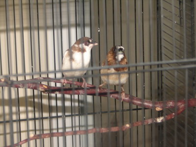Society Finches 016.jpg