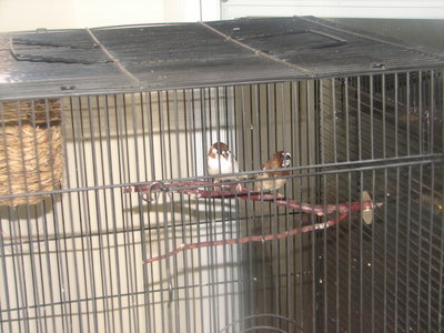 Society Finches 015.jpg