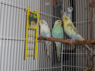 Budgies2.JPG