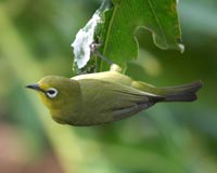 cape_white_eye_0511.jpg