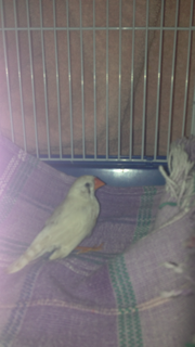 hospital cage.png