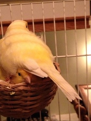 Vladmir with Daffodil hat.jpg