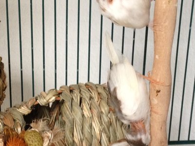 Bare on top of crested head and over ears