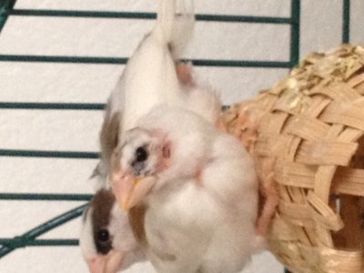 Bare on neck and under tail