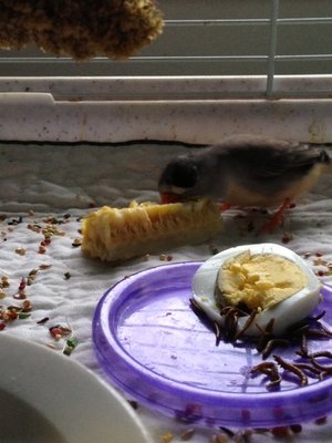 shabby eating breakfast 2.jpg