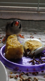shabby eating breakfast.png