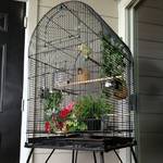 This is the cage setup. I have 2 nest in the setup because I have 2 pairs of society but no one goes into the 2nd nest. They all seem to sleep together in one nest (the one with the hen). How do I get the 2nd pair to utilize the 2nd box?