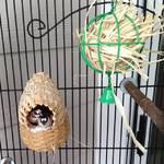 Daddy Twix and mom-to-be Reese together in the nest.
