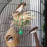 Daddy Reese still collecting materials for the nest. How do I know when to remove the material and that they are done? They've been searching the cage and pulling at my silk plants so I gave them more material..