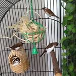 A good shot of all 4 of my finches - Reese, Twix, Hersheys, and Butterfingers!