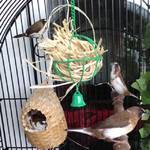 Daddy Reese building the nest.
