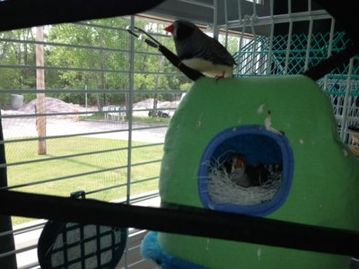 shabby in nest Chic on top relaxing in their old age   LOVE THEM.jpg
