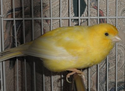 Tang - the Timbrado, ready to take off.