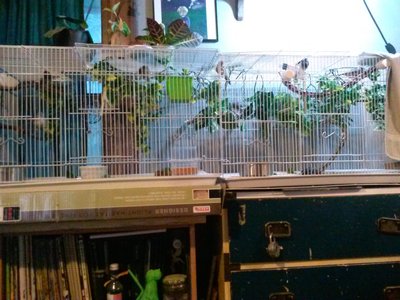 Big Cage.jpg