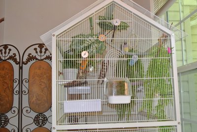 new cage setup 4.JPG