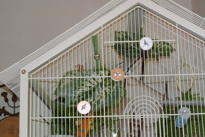 new cage setup 2 w Cayenne.JPG