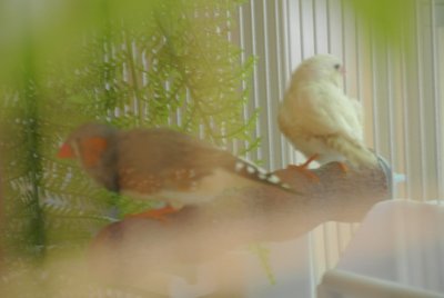Cayenne and Coconut friends again.JPG