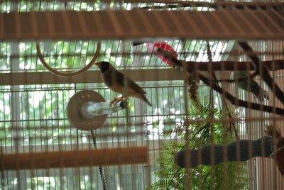 Clover on thermal perch.JPG