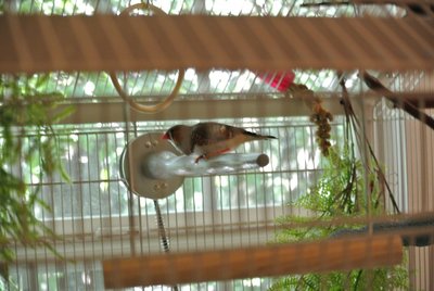 Cayenne on thermal perch.JPG