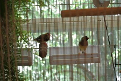 Cayenne and Currant.JPG