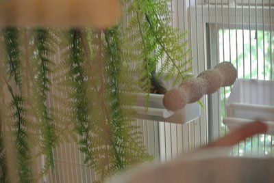 Cayenne inspecting greenery.JPG