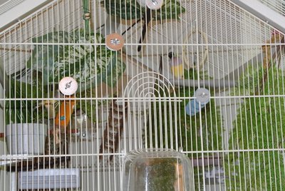 new cage setup 3 with Currant.JPG