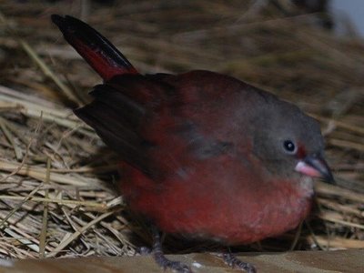 Hen#1 BB Fire<br />Bigger hen, marginally better color??Stronger red dot on lores. Puffier looking, most adventurous.