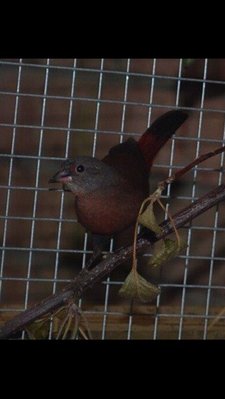 BBFire hen#2