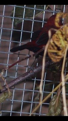 Forbesi likes to hide, see black wing more sharply defined on red back than rara.