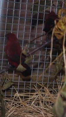 Back view of L. rara