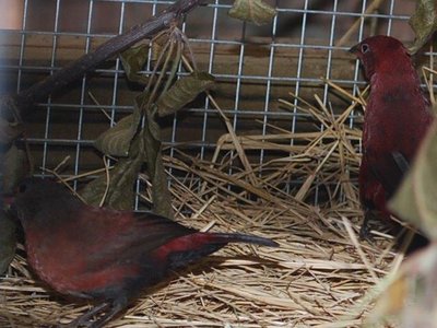 Hen#1 ? With rara cock