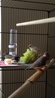 day two of living together.png