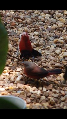Courtship dance 1 BBFire