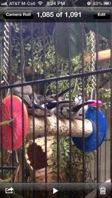 6 owl babies.
