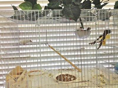 Handicap finches with nest, ladder and platform