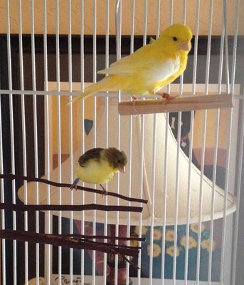 canary 2.jpg