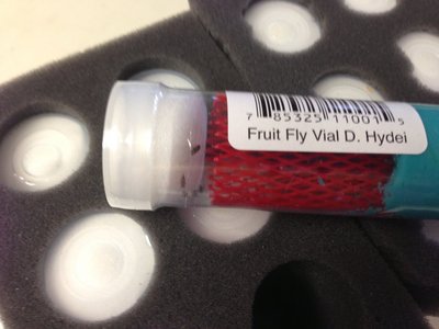 Fruit Fly.jpg